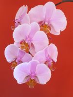 Pink Orchid